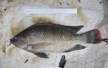 Hình 3 13 Cá rô phi đen Oreochromis mossambicus Nguồn Ảnh chụp ở xã Sơn Phú 3