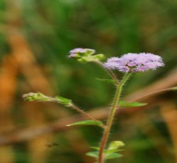 Hình 3 14 Cây cứt lợn Ageratum cornyzoides Nguồn Hình ảnh được chụp tại 4