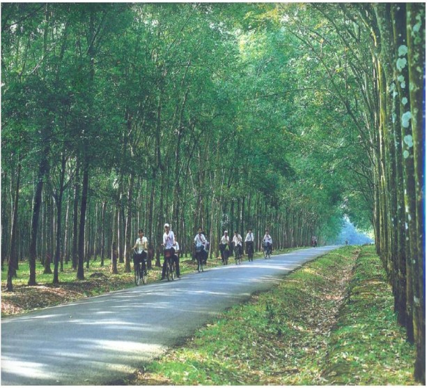 Đường nhựa do các công ty cao su thành viên VRG xây dựng trong vườn cao su Nguồn 6