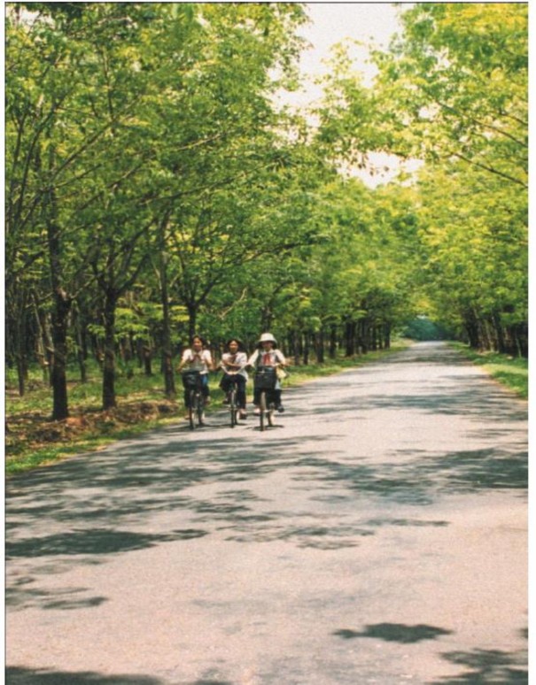 Đường nhựa do các công ty cao su thành viên VRG xây dựng trong vườn cao su Nguồn 7