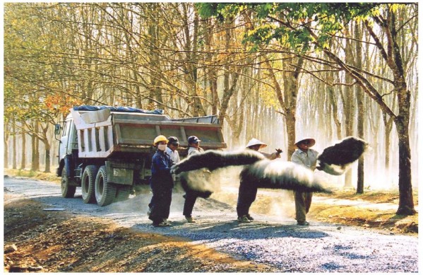 Đường giao thông đang làm trong vuồn cây cao su Nguồn Tạp chí Cao su Việt Nam 8