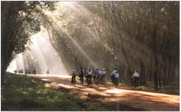 Đường cấp phối trong vườn cây cao su Nguồn Tạp chí Cao su Việt Nam Lễ khánh 9