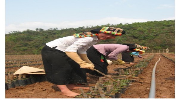 Công nhân đồng bào dân tộc thiểu số chăm sóc vườn cây cao su giống Công ty 4