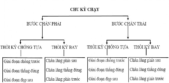 Sơ đồ 1 1 Chu kỳ chạy 11 Kỹ thuật chạy cự ly 100m là một quá trình liên 1