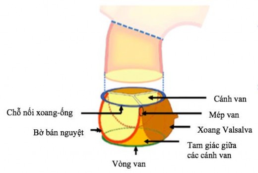Hình 1 1 Lược đồ các thành phần của gốc động mạch chủ Nguồn Charitos 1