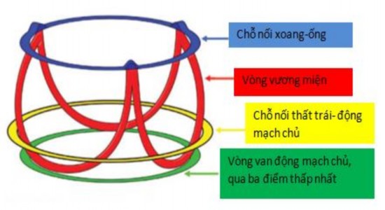 Hình 1 2 Thiết đồ 3D vòng van động mạch chủ Nguồn Anderson 2007 26 1 1 2 2