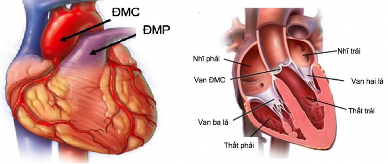 Hình 1 10 Liên quan của gốc động mạch chủ với thân động mạch phổi van 2