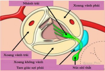 Hình 1 13 Lược đồ hệ thống dẫn truyền tự động trong tim Nguồn Anderson 5