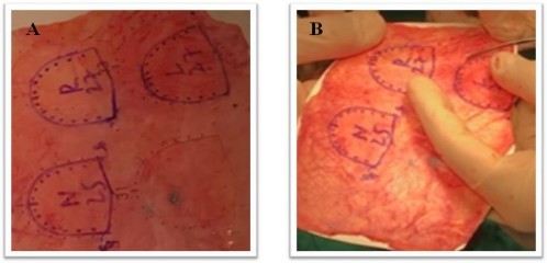 Hình 2 10 Quy trình tạo các cánh van bằng màng ngoài tim A Vẽ và đánh dấu các 2