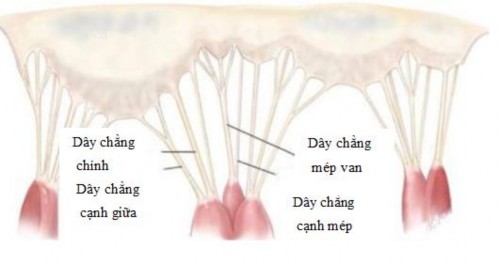 Hình 1 9 Phân bố dây chằng lá van Nguồn Sarah A 2017 88 Dây chằng chính là 5