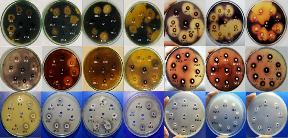 Hình 4 1 Khả năng sinh tổng hợp enzyme amylase cellulase và protease 34 Khả năng 1