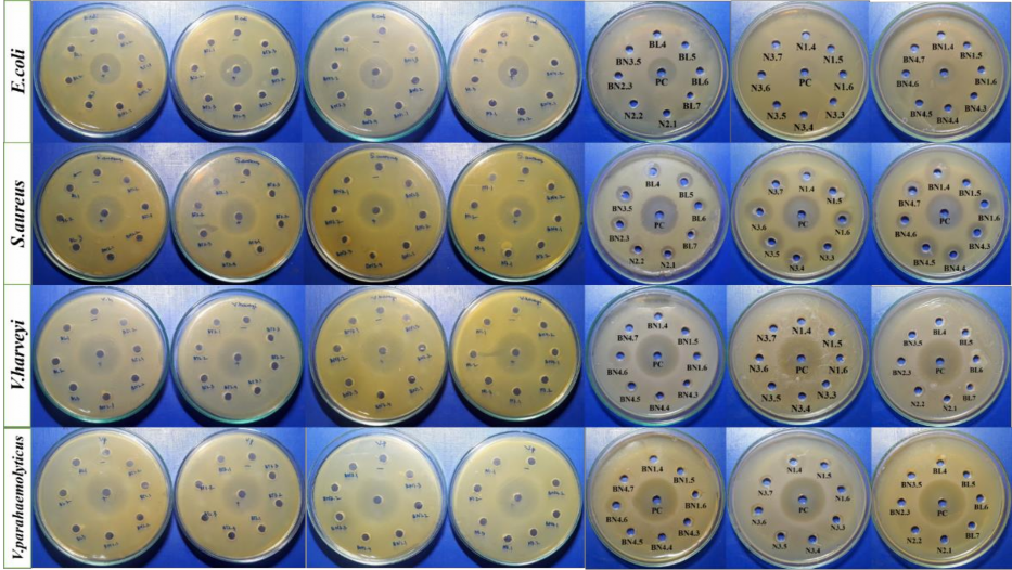 Hình 4 2 Khả năng kháng các chủng vi khuẩn kiểm định của các chủng vi 2