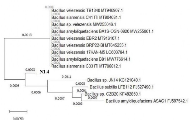Hình 4 4 Cây phát sinh chủng loại của chủng vi khuẩn chọn lọc N1 4 với các 1
