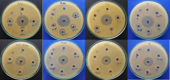 Hình 4 5 Khả năng kháng các chủng vi khuẩn kiểm định của các chủng phân 2
