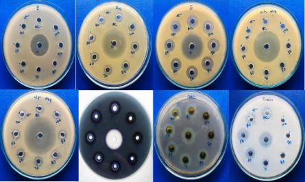 Phân lập và tuyển chọn chủng probiotic sinh tổng hợp bacteriocin từ ruột tôm nước mặn tỉnh Nam Định để ứng dụng trong sản xuất thức ăn chăn nuôi tôm - 8