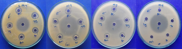 Hình 4 7 Khả năng kháng các chủng vi khuẩn kiểm định của chủng N1 4 trên 2