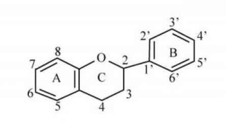 Nghiên cứu tạo phức hợp bao của B-Cyclodextrin với một số Polyphenol định hướng ứng dụng trong y sinh - 2
