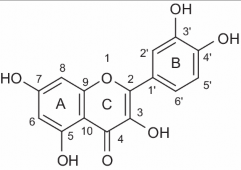 Hình 1 3 Cấu tạo phân tử quercetin Quercetin là một aglycone không gắn thêm gốc 3