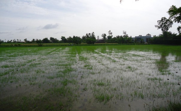 Phụ lục 9 Đê biển huyện Gò Công Đông Phụ lục 10 Rừng ngập mặn ven biển 1