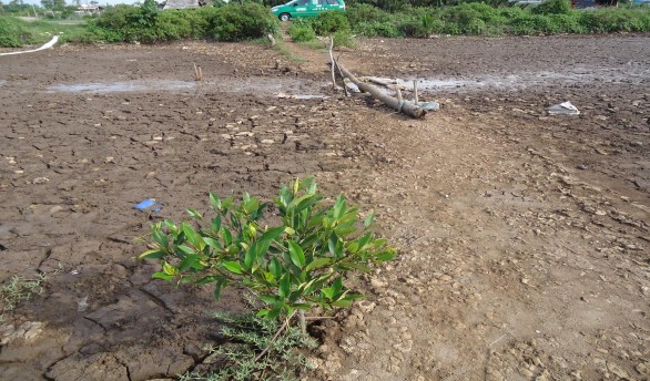 Phụ lục 13 Hệ thống ao nuôi tôm ven biển 1