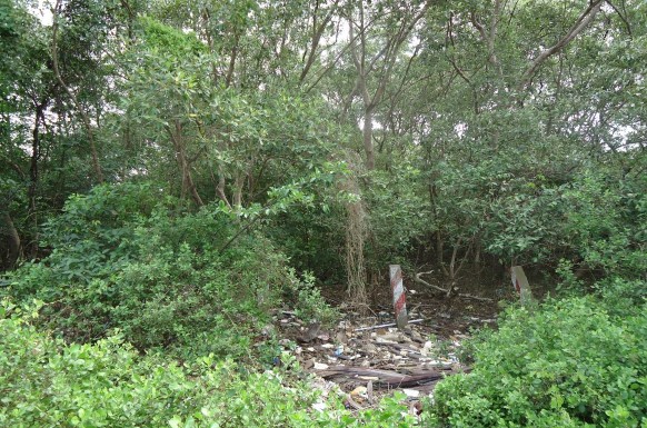 Hình 3 2 Rừng ngập mặn Hình 3 3 Bãi biển Tân Thành Với ưu thế bãi biển 1