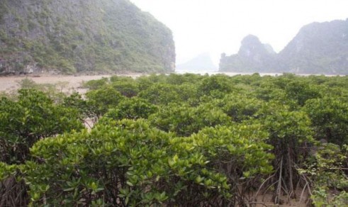 Hình 1 3 Rừng ngập mặn Hạ Long Nguồn Ban Quản lý vịnh Hạ Long Đối với 1