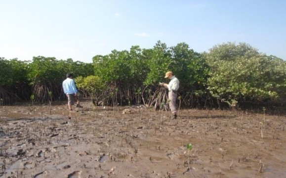 Hình 3 7 Rừng ngập mặn khu vực Bắc Cửa Lục Nguồn Ban Quản lý vịnh Hạ 1