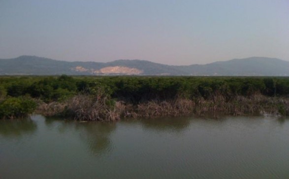 Hình 3 9 Rừng ngập mặn khu vực Đại Yên Nguồn Ban Quản lý vịnh Hạ Long năm 2