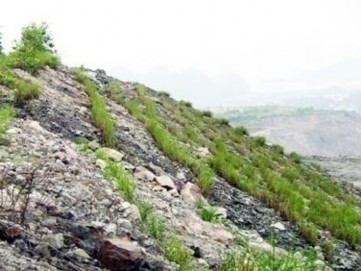 Hình 3 12 Trồng cỏ Vetiver trên Bãi thải Chính Bắc – Núi Béo Đối với các 4