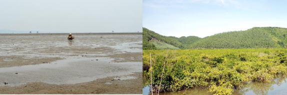 Hình ảnh một số hệ sinh thái tỉnh Quảng Ninh Hệ sinh thái tùng áng Hạ Long 2