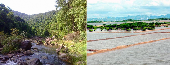 Hình ảnh một số hệ sinh thái tỉnh Quảng Ninh Hệ sinh thái tùng áng Hạ Long 3