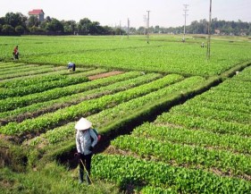 Hệ sinh thái nông nghiệp Hệ sinh thái đồi chè Hải Hà Hệ sinh thái đất 6