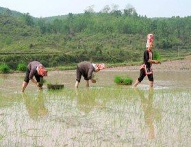 Hệ sinh thái nông nghiệp Hệ sinh thái đồi chè Hải Hà Hệ sinh thái đất 7