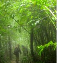 Hệ sinh thái khe – suối Hệ sinh thái rừng bị tác động Hệ sinh thái tre nứa 2