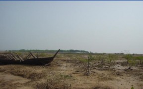 Ảnh 3 Đất trống do cây ngập mặn chết khi thiếu chế độ triều ở Đồng Rui 2