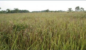 Ảnh 5 Đầm tôm bị bỏ hoang ở Đồng Rui Tiên Yên Ảnh 6 Rừng keo sau khai 4