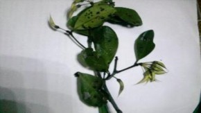 Sú Đâng Giá Trang Vẹt dù Mắm biển Cỏ mực Cỏ kim và ráng Cúc tần Vọng cách 1