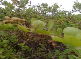 Cúc tần Vọng cách Bòng bong dây Mây nước Quần xã thực vật ngập mặn trên 10