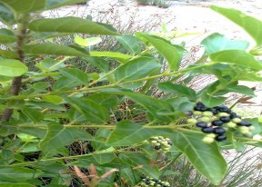 Cúc tần Vọng cách Bòng bong dây Mây nước Quần xã thực vật ngập mặn trên 11