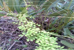 Bòng bong dây Mây nước Quần xã thực vật ngập mặn trên các bờ đầm ít khi 12