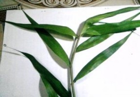 Bòng bong dây Mây nước Quần xã thực vật ngập mặn trên các bờ đầm ít khi 13