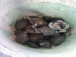 Thuổng đánh ngán Ngán 17