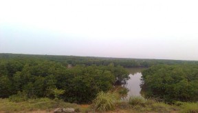 Sú Đâng Giá Trang Vẹt dù Mắm biển Cỏ mực Cỏ kim và ráng Cúc tần Vọng cách 2