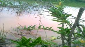 Giá Trang Vẹt dù Mắm biển Cỏ mực Cỏ kim và ráng Cúc tần Vọng cách Bòng bong 3