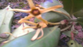 Giá Trang Vẹt dù Mắm biển Cỏ mực Cỏ kim và ráng Cúc tần Vọng cách Bòng bong 4