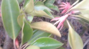 Vẹt dù Mắm biển Cỏ mực Cỏ kim và ráng Cúc tần Vọng cách Bòng bong dây Mây 5