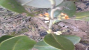 Vẹt dù Mắm biển Cỏ mực Cỏ kim và ráng Cúc tần Vọng cách Bòng bong dây Mây 6