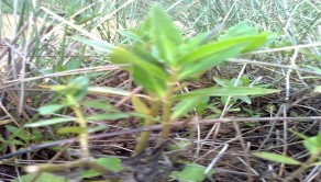 Cỏ mực Cỏ kim và ráng Cúc tần Vọng cách Bòng bong dây Mây nước Quần xã 7