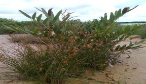 Cỏ mực Cỏ kim và ráng Cúc tần Vọng cách Bòng bong dây Mây nước Quần xã 8