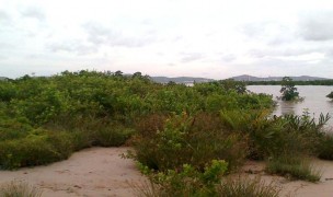 Cúc tần Vọng cách Bòng bong dây Mây nước Quần xã thực vật ngập mặn trên 9